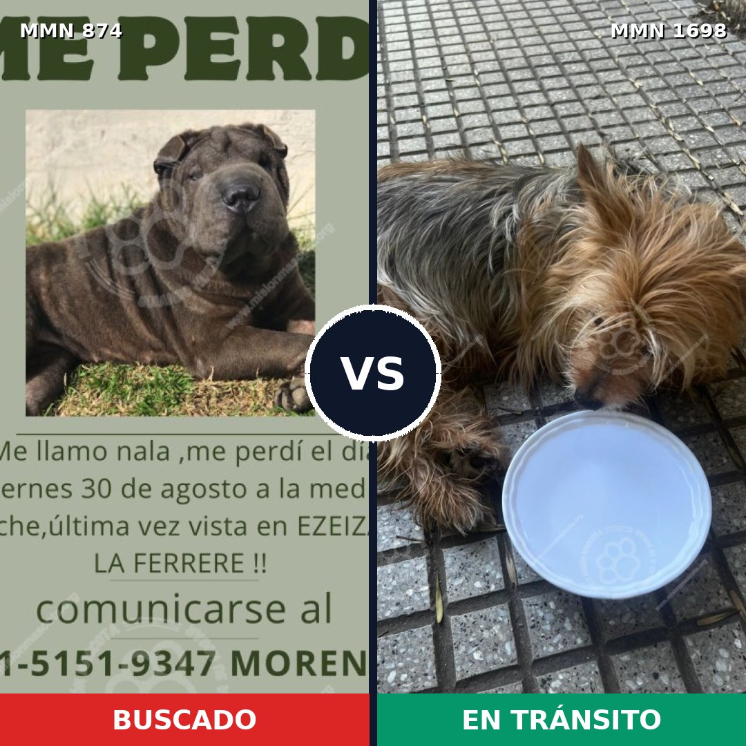 Comparativa MMS 37155: mascota perdida y mascota encontrada, 35% de similitud
