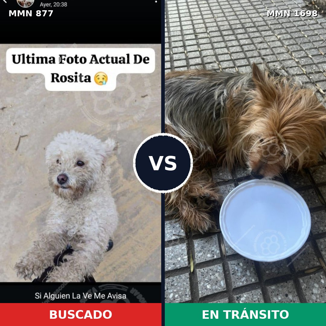 Comparativa MMS 37156: mascota perdida y mascota encontrada, 43% de similitud