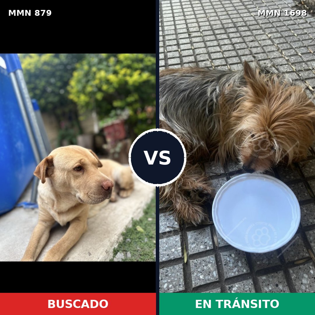 Comparativa MMS 37157: mascota perdida y mascota encontrada, 33% de similitud