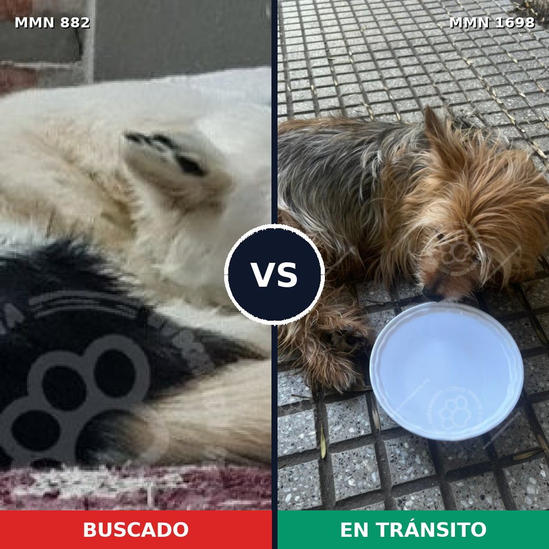 Comparativa MMS 37158: mascota perdida y mascota encontrada, 28% de similitud