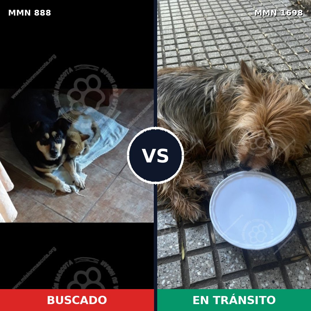 Comparativa MMS 37159: mascota perdida y mascota encontrada, 37% de similitud