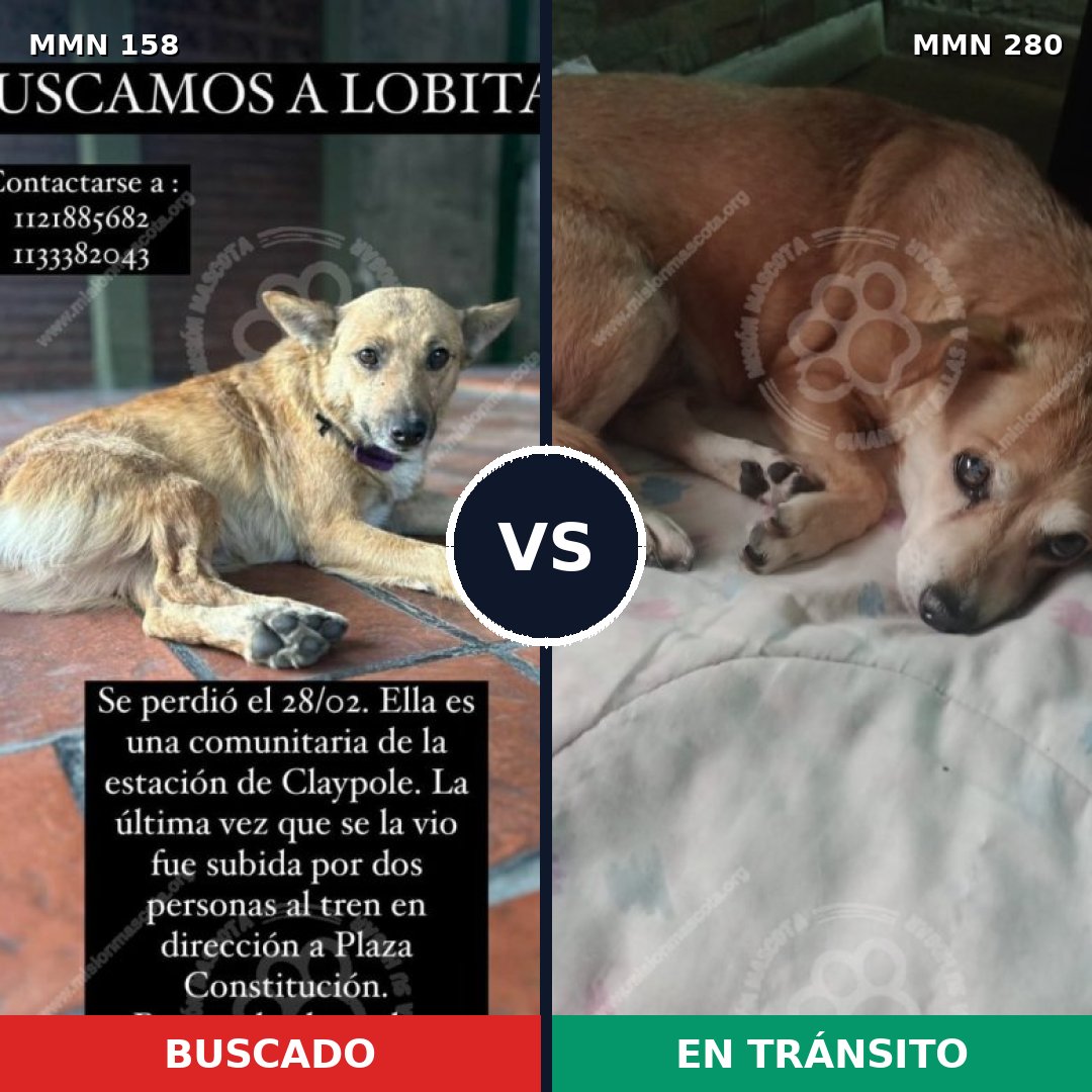 Comparativa MMS 3716: mascota perdida y mascota encontrada, 27% de similitud