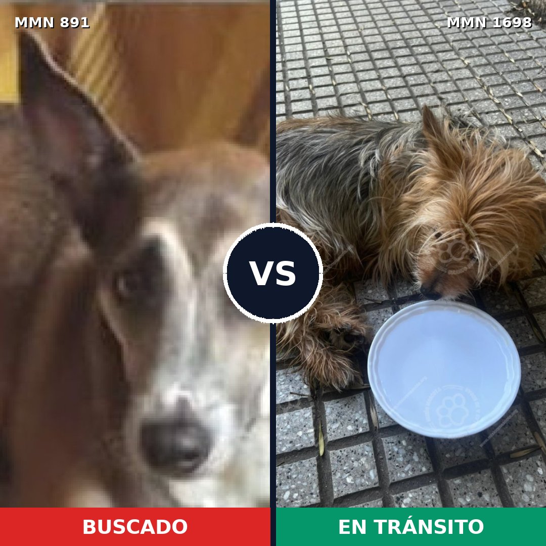 Comparativa MMS 37160: mascota perdida y mascota encontrada, 23% de similitud