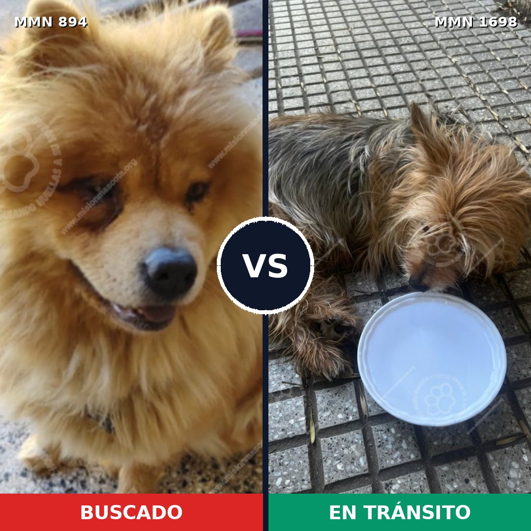 Comparativa MMS 37161: mascota perdida y mascota encontrada, 34% de similitud