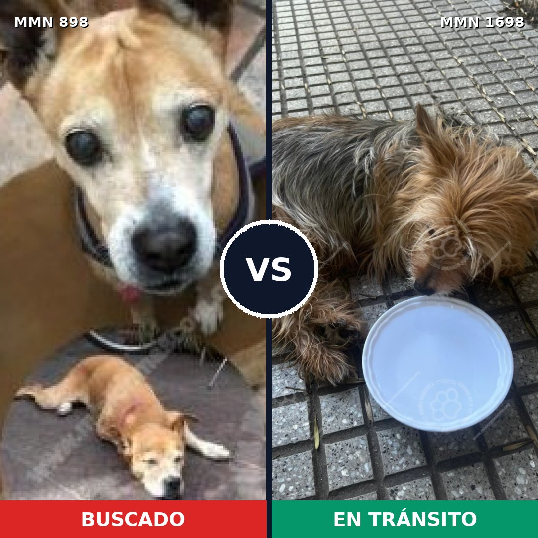 Comparativa MMS 37162: mascota perdida y mascota encontrada, 27% de similitud