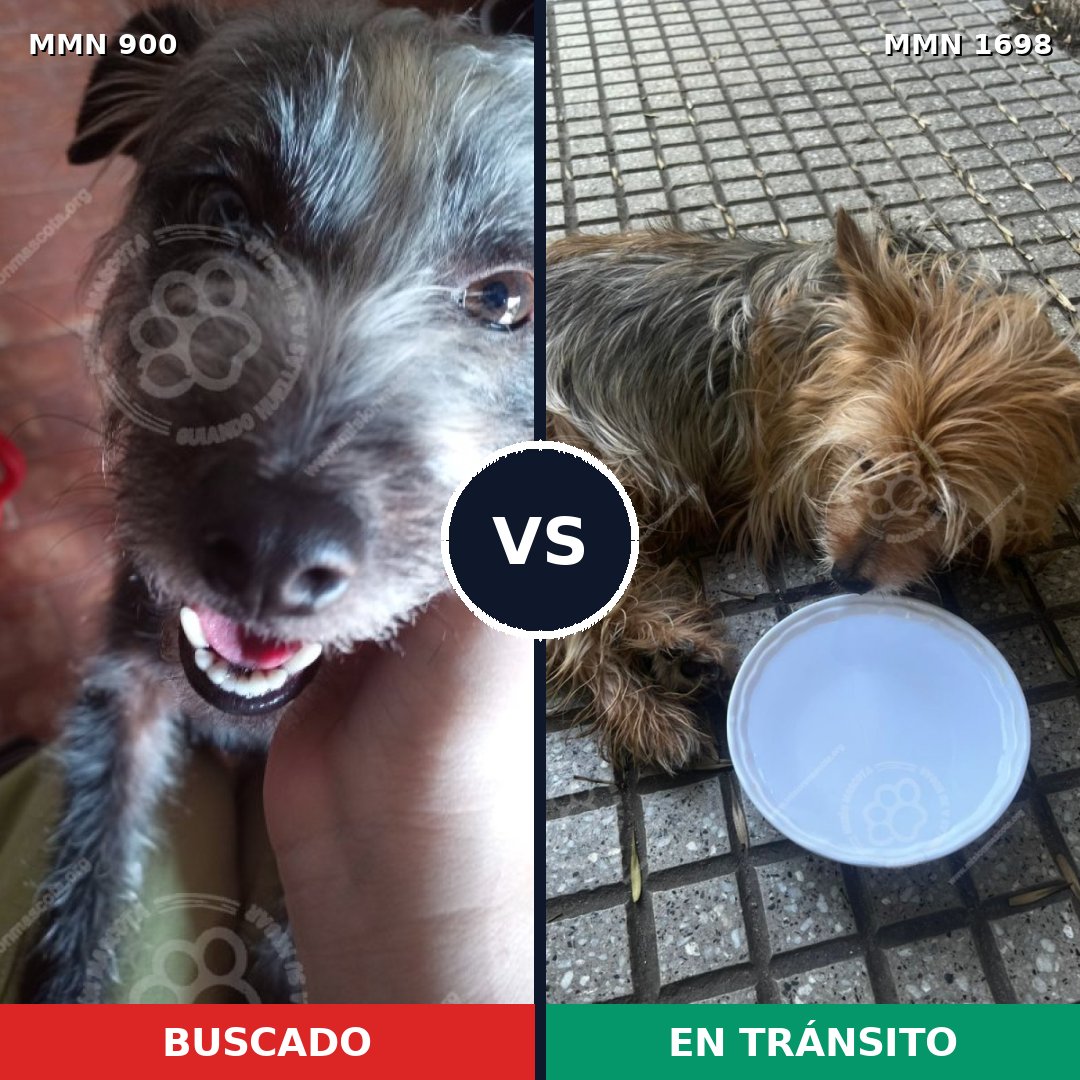Comparativa MMS 37163: mascota perdida y mascota encontrada, 47% de similitud