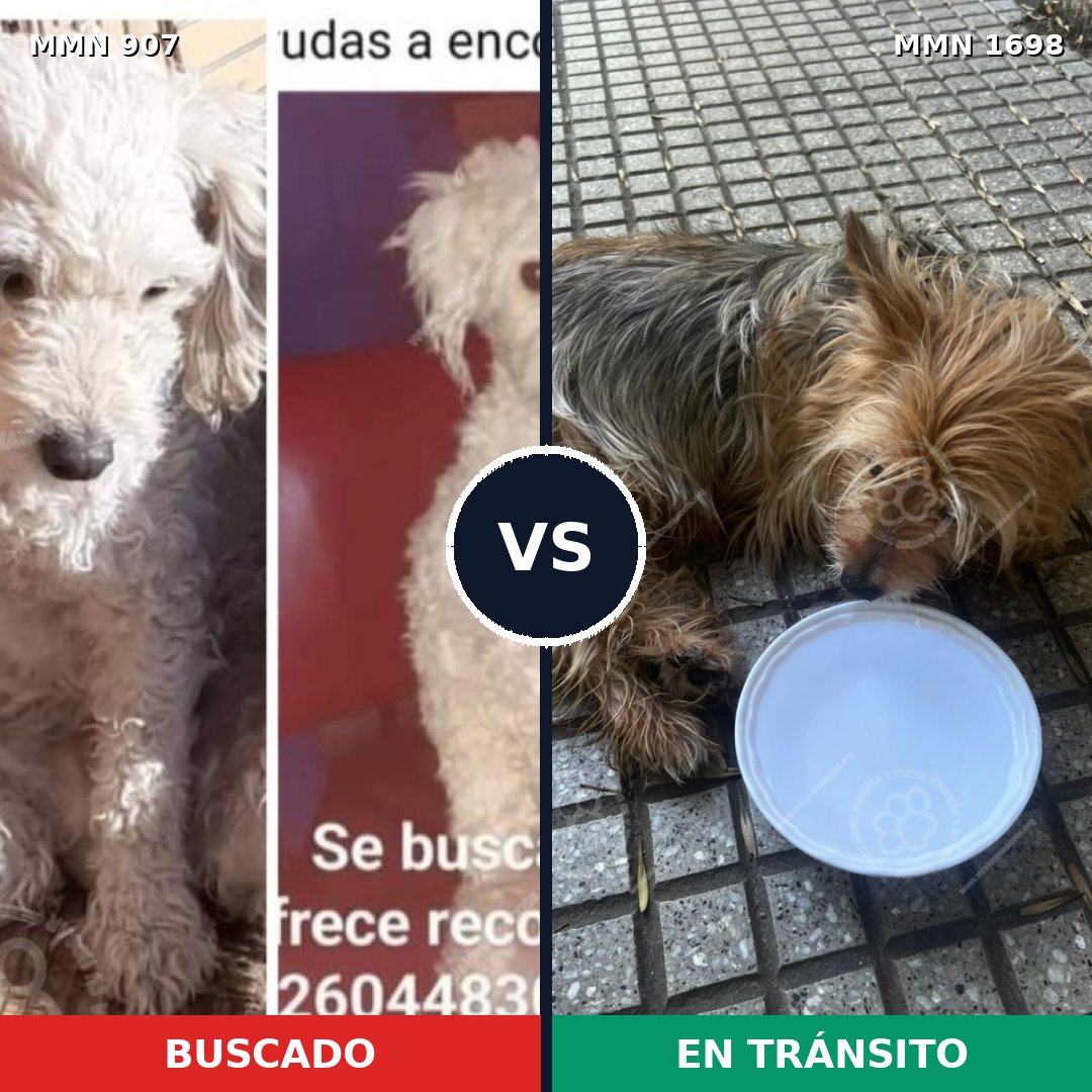 Comparativa MMS 37164: mascota perdida y mascota encontrada, 36% de similitud