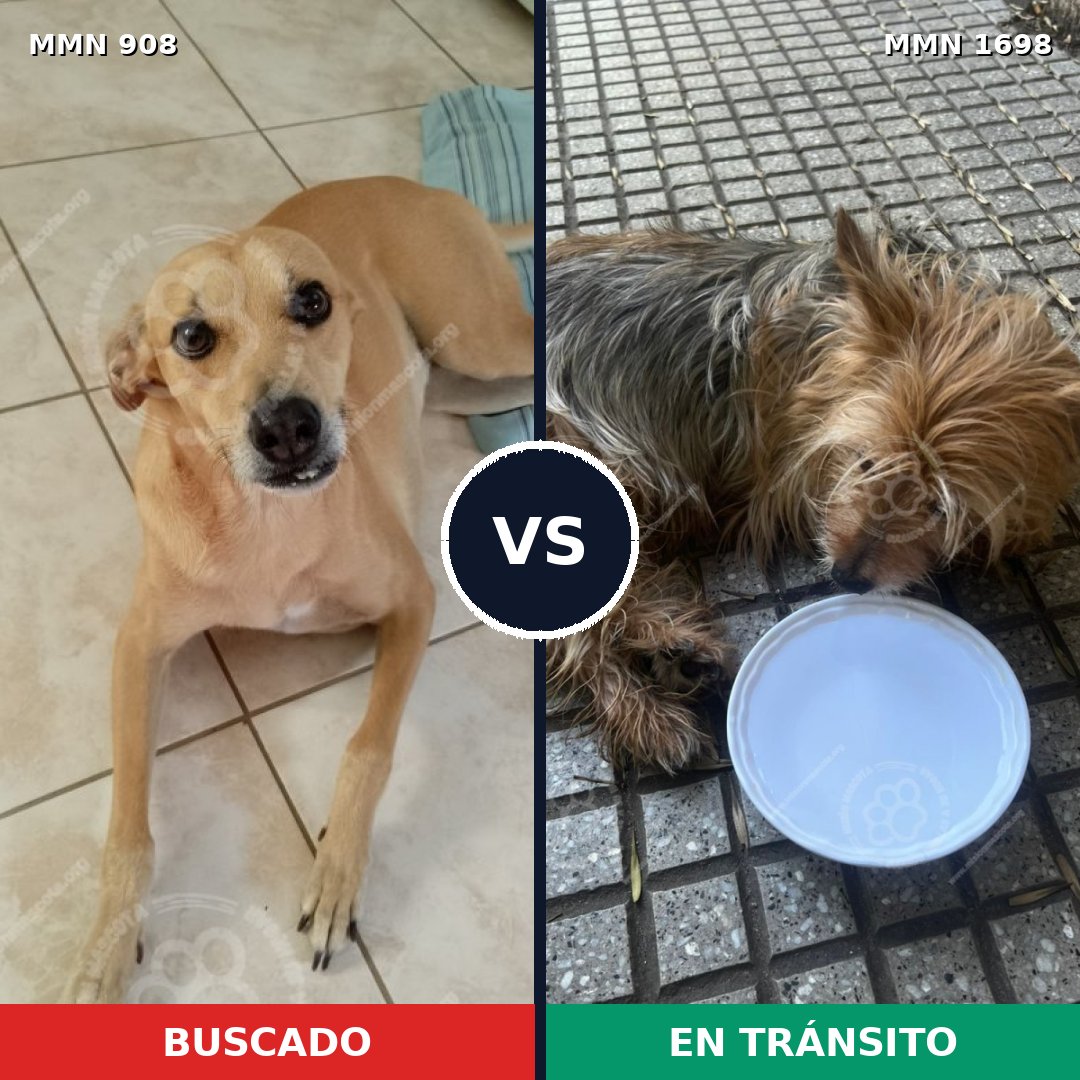 Comparativa MMS 37165: mascota perdida y mascota encontrada, 22% de similitud