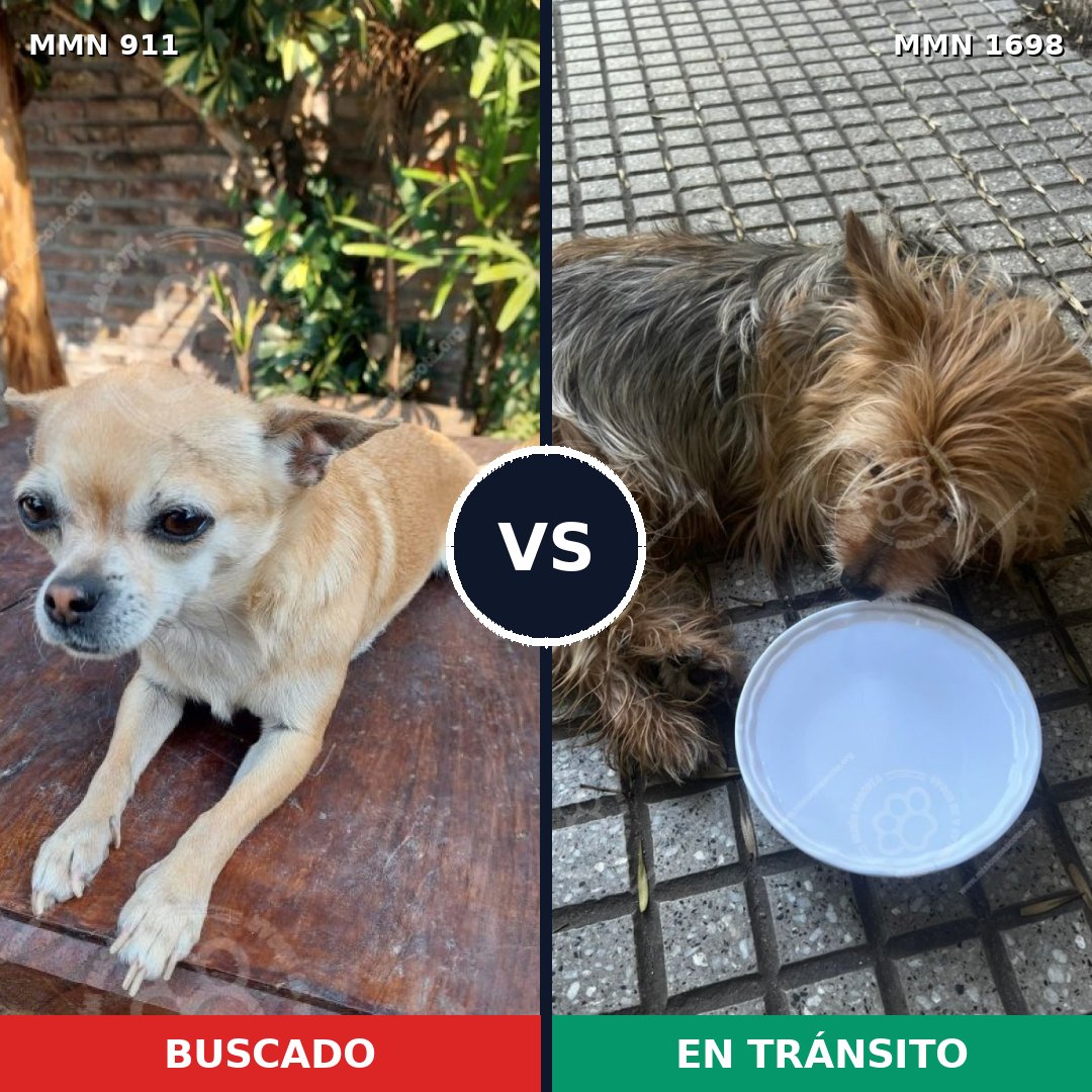Comparativa MMS 37166: mascota perdida y mascota encontrada, 48% de similitud