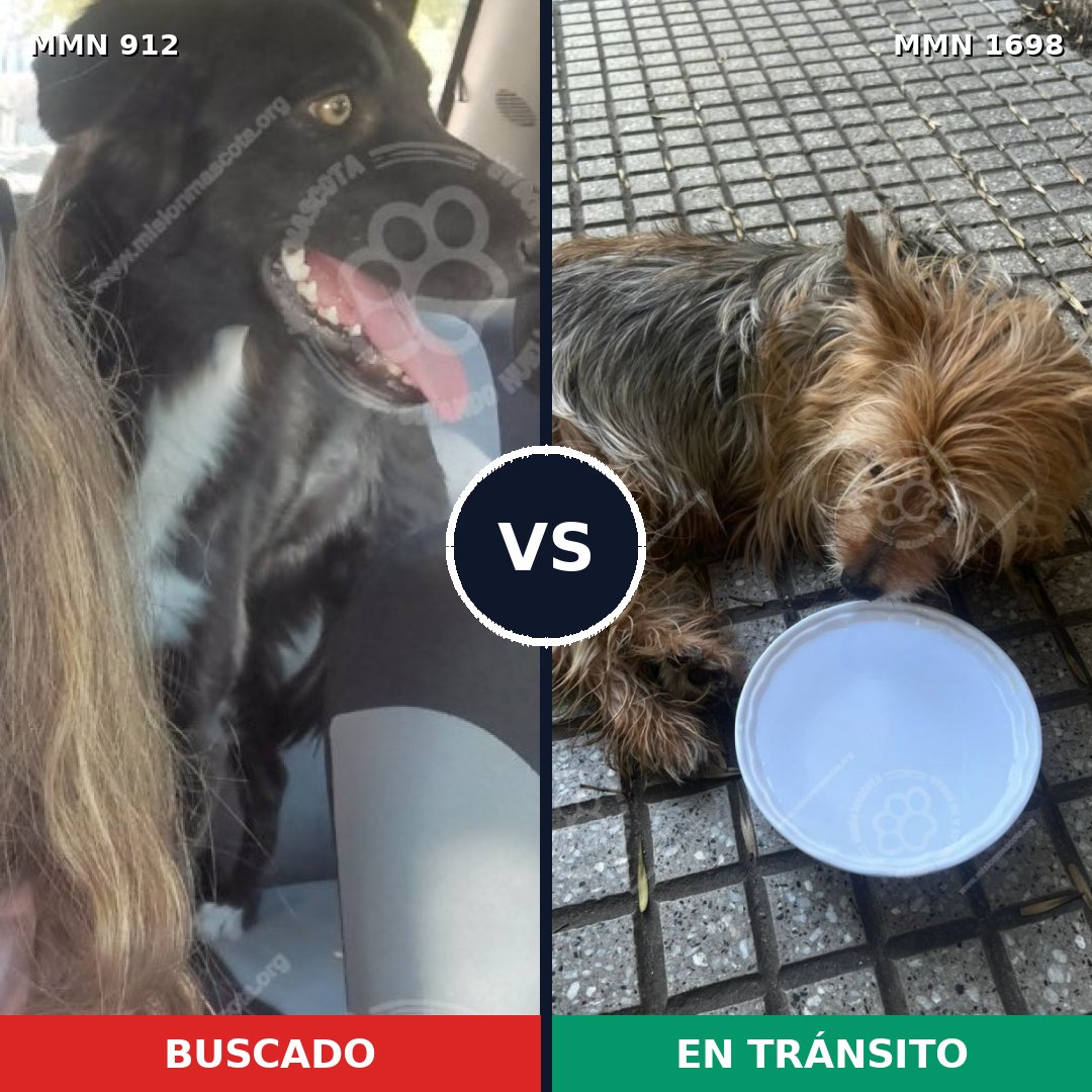 Comparativa MMS 37167: mascota perdida y mascota encontrada, 22% de similitud