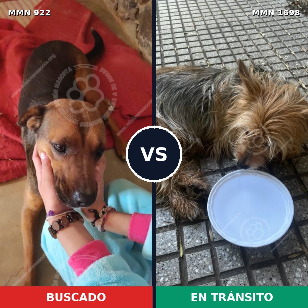 Comparativa MMS 37169: mascota perdida y mascota encontrada, 29% de similitud