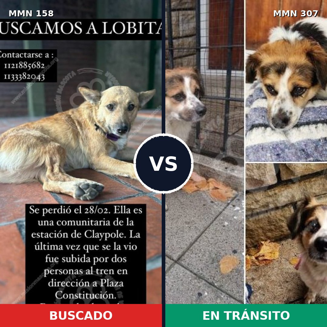 Comparativa MMS 3717: mascota perdida y mascota encontrada, 63% de similitud