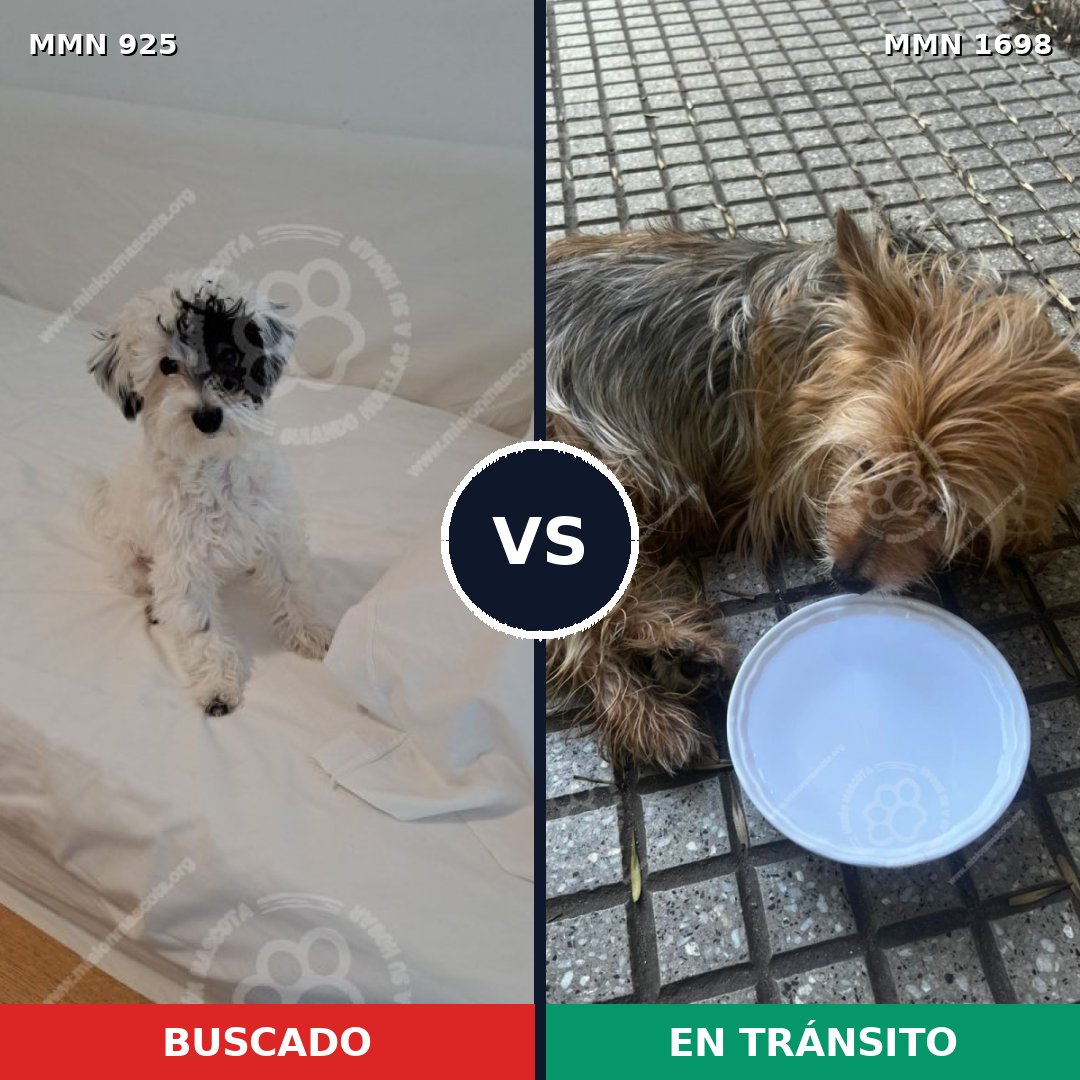 Comparativa MMS 37170: mascota perdida y mascota encontrada, 46% de similitud