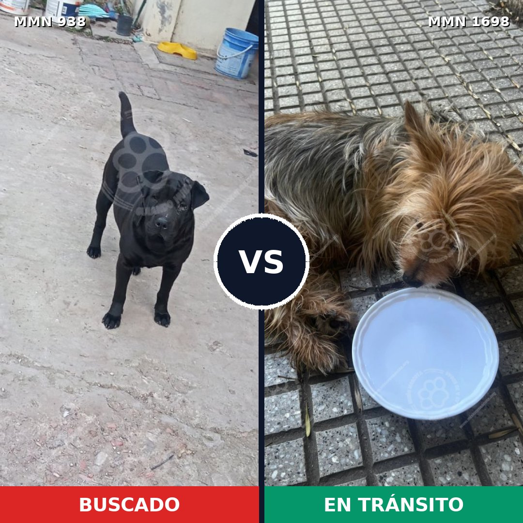 Comparativa MMS 37172: mascota perdida y mascota encontrada, 35% de similitud