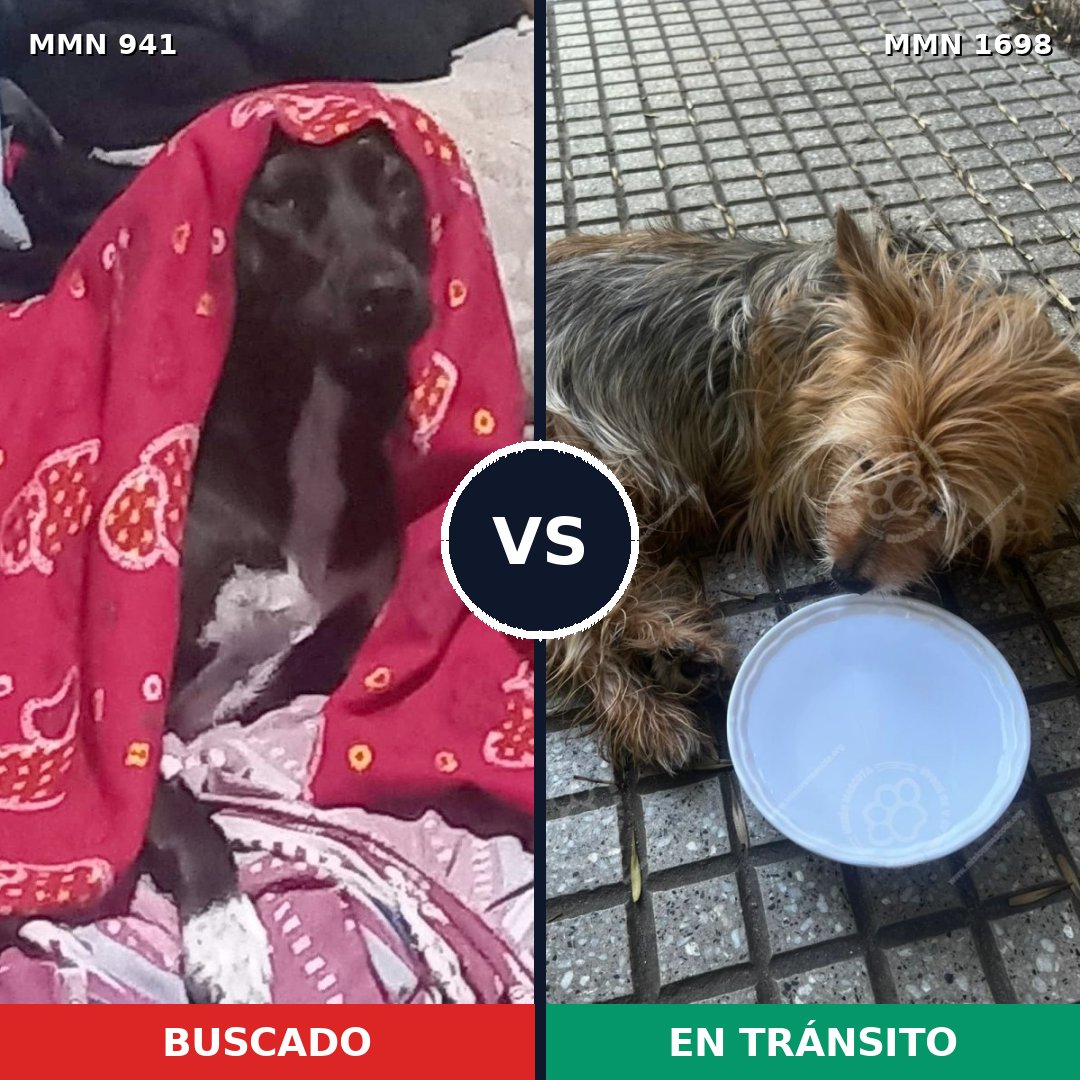 Comparativa MMS 37173: mascota perdida y mascota encontrada, 24% de similitud
