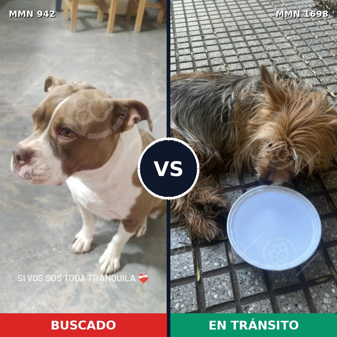 Comparativa MMS 37174: mascota perdida y mascota encontrada, 25% de similitud