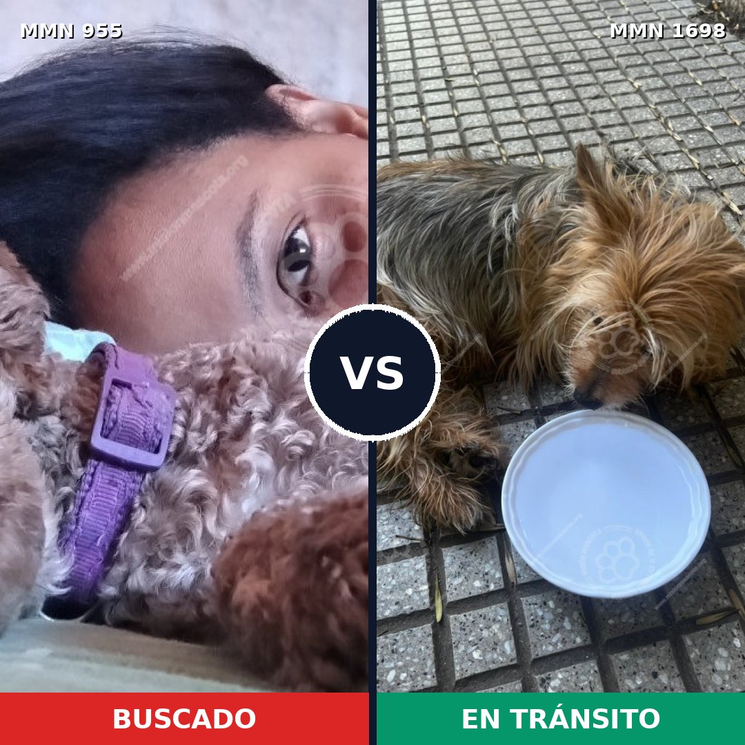 Comparativa MMS 37176: mascota perdida y mascota encontrada, 37% de similitud