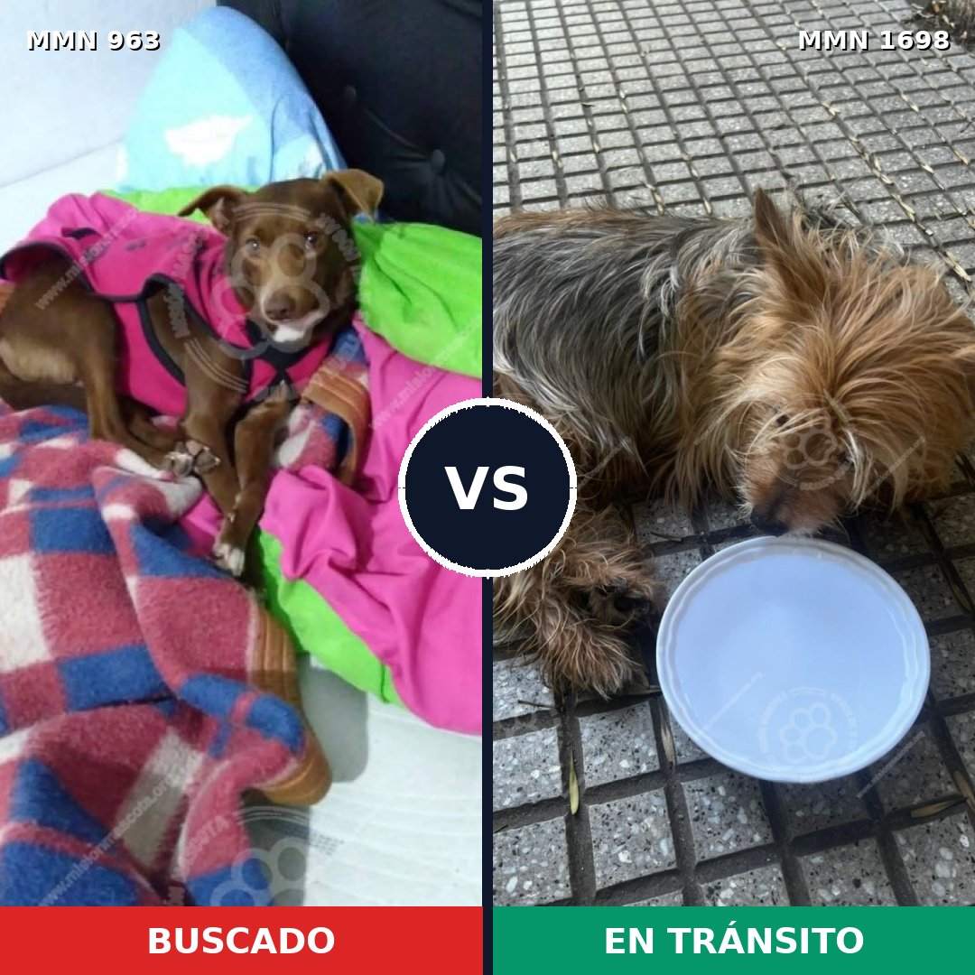 Comparativa MMS 37177: mascota perdida y mascota encontrada, 31% de similitud