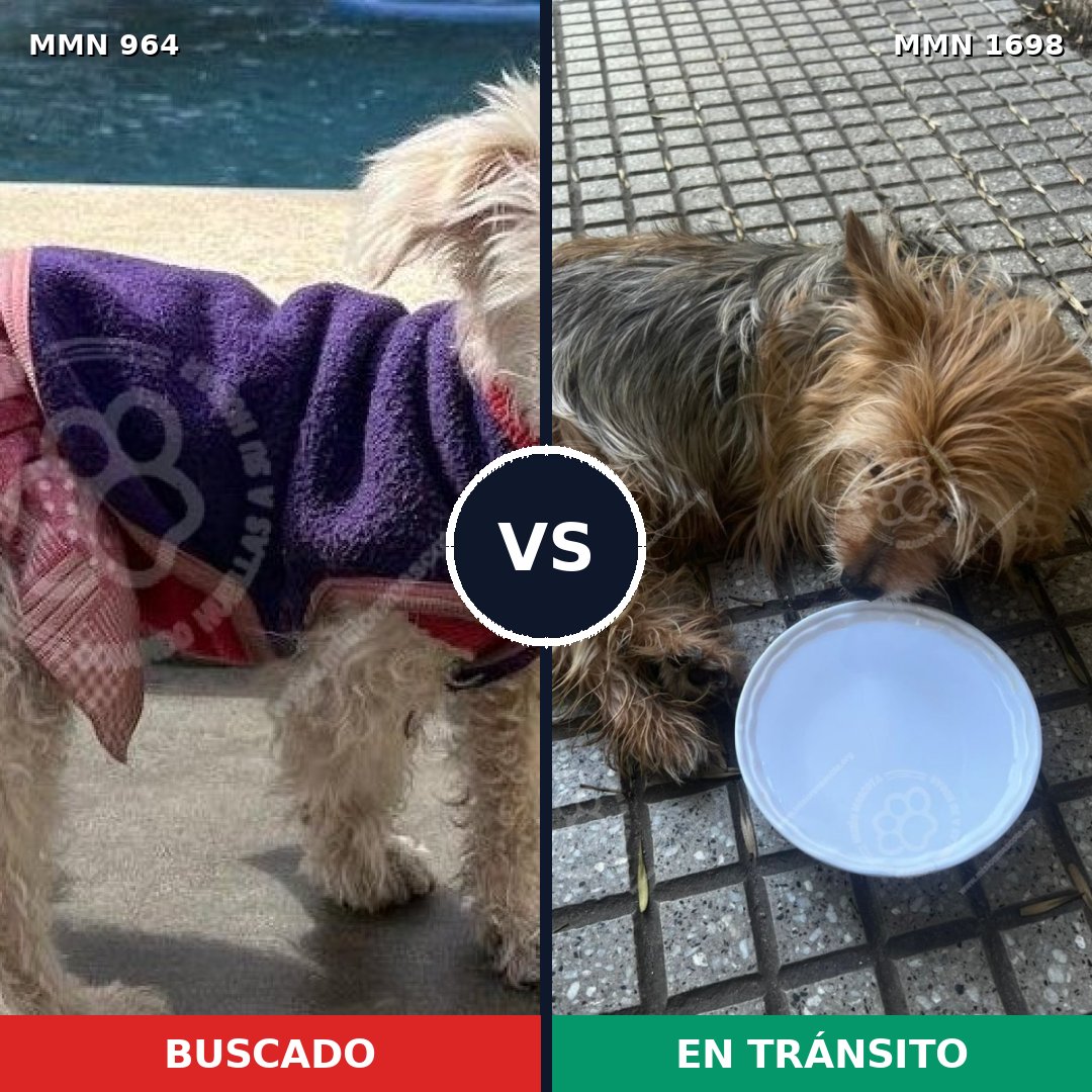 Comparativa MMS 37178: mascota perdida y mascota encontrada, 40% de similitud