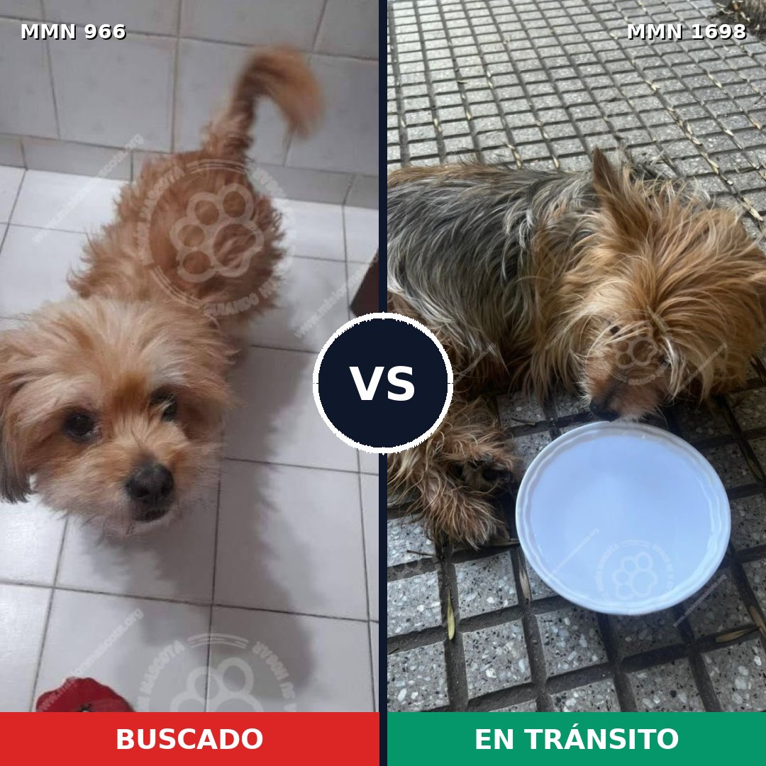 Comparativa MMS 37179: mascota perdida y mascota encontrada, 43% de similitud