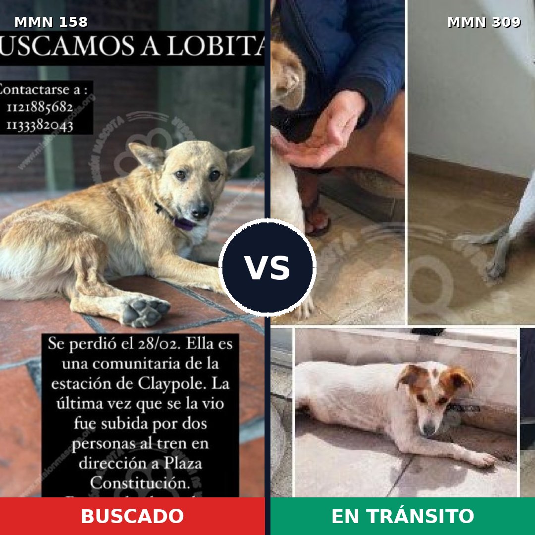 Comparativa MMS 3718: mascota perdida y mascota encontrada, 67% de similitud