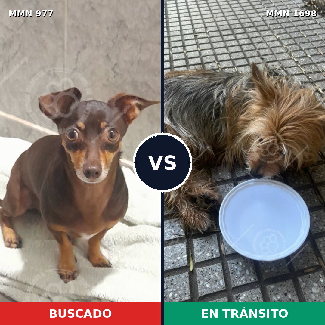 Comparativa MMS 37181: mascota perdida y mascota encontrada, 41% de similitud