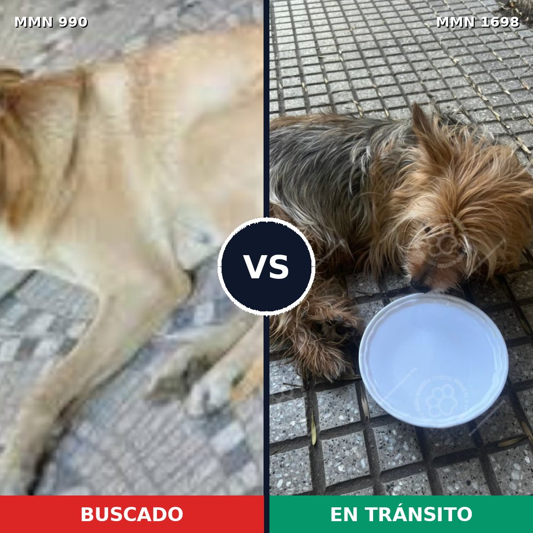Comparativa MMS 37183: mascota perdida y mascota encontrada, 33% de similitud