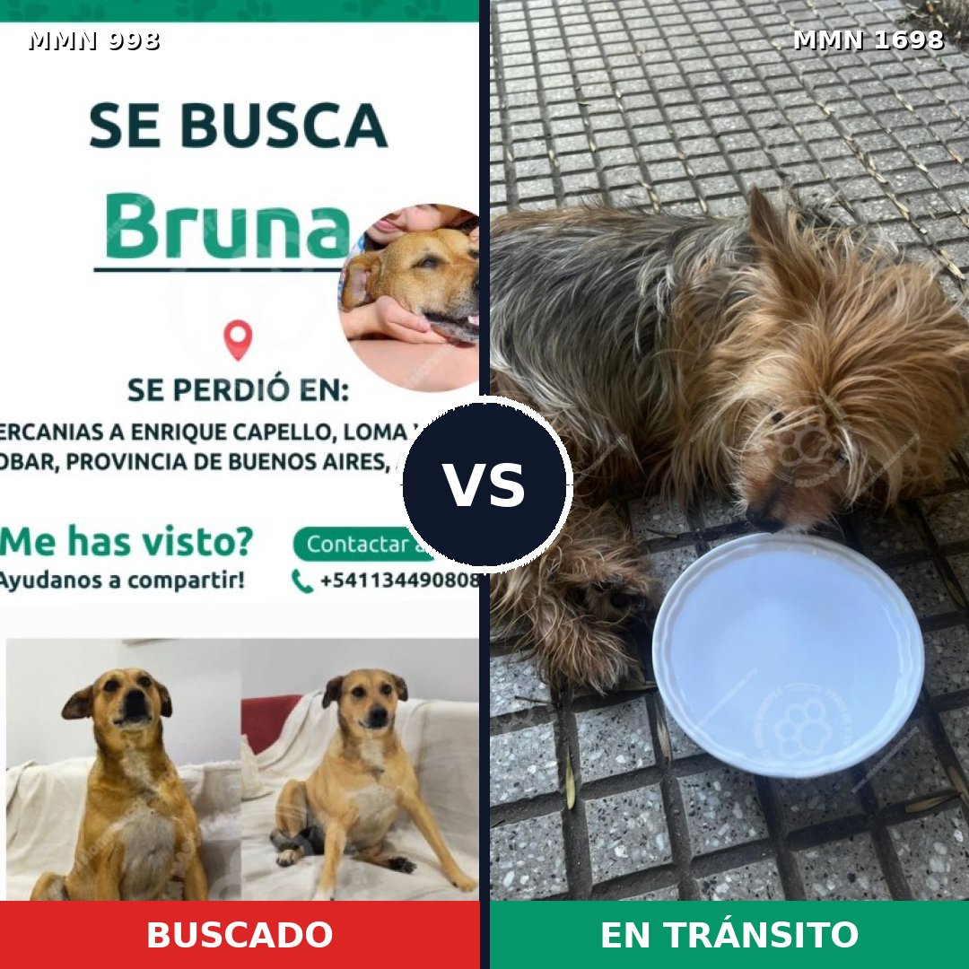 Comparativa MMS 37184: mascota perdida y mascota encontrada, 33% de similitud
