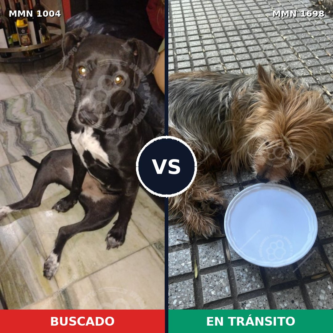 Comparativa MMS 37185: mascota perdida y mascota encontrada, 36% de similitud