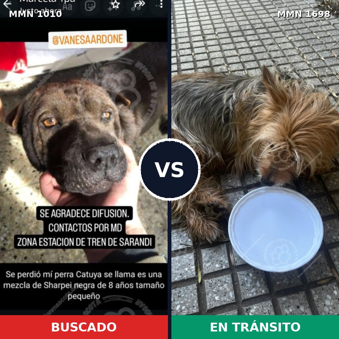 Comparativa MMS 37186: mascota perdida y mascota encontrada, 34% de similitud