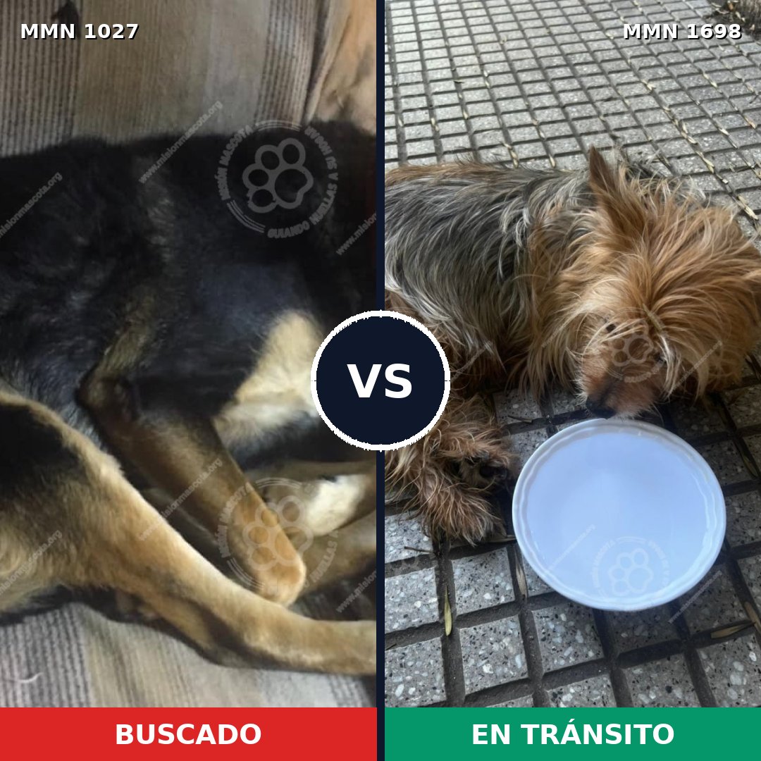 Comparativa MMS 37189: mascota perdida y mascota encontrada, 31% de similitud