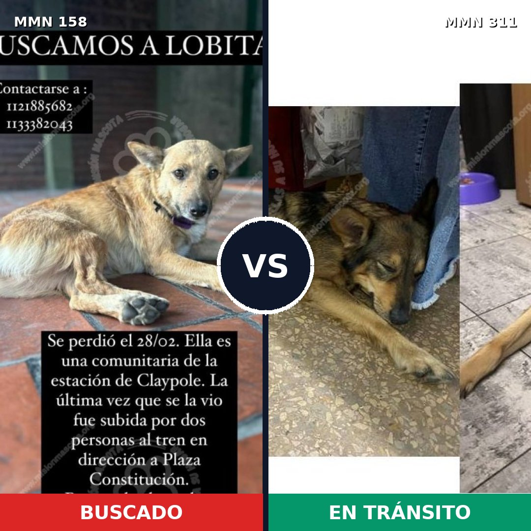 Comparativa MMS 3719: mascota perdida y mascota encontrada, 53% de similitud
