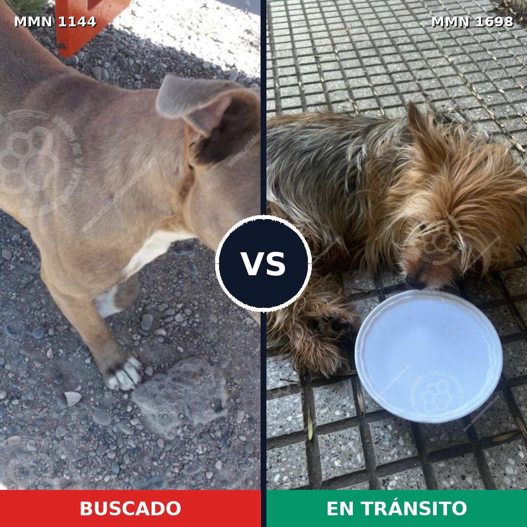Comparativa MMS 37190: mascota perdida y mascota encontrada, 24% de similitud