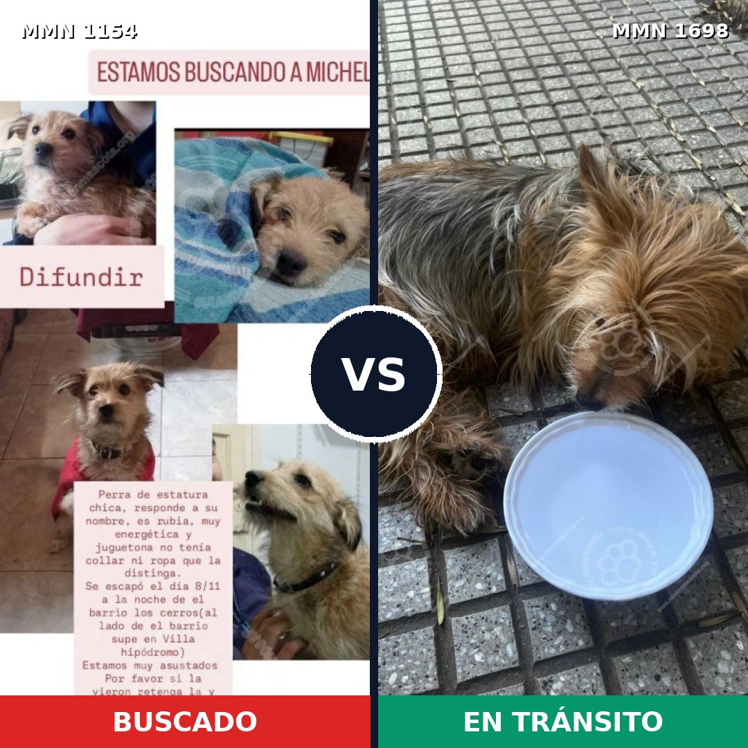 Comparativa MMS 37192: mascota perdida y mascota encontrada, 42% de similitud