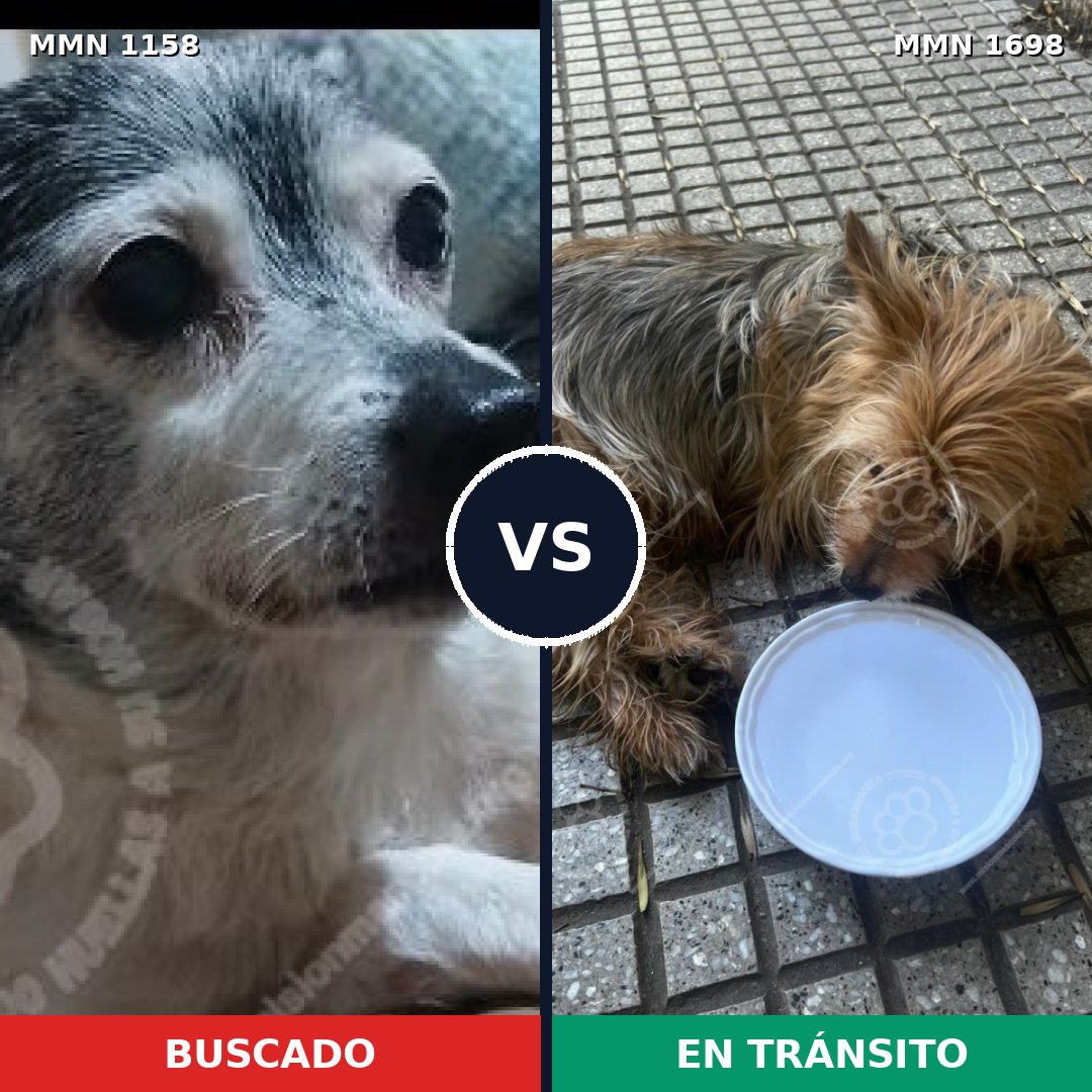 Comparativa MMS 37193: mascota perdida y mascota encontrada, 41% de similitud