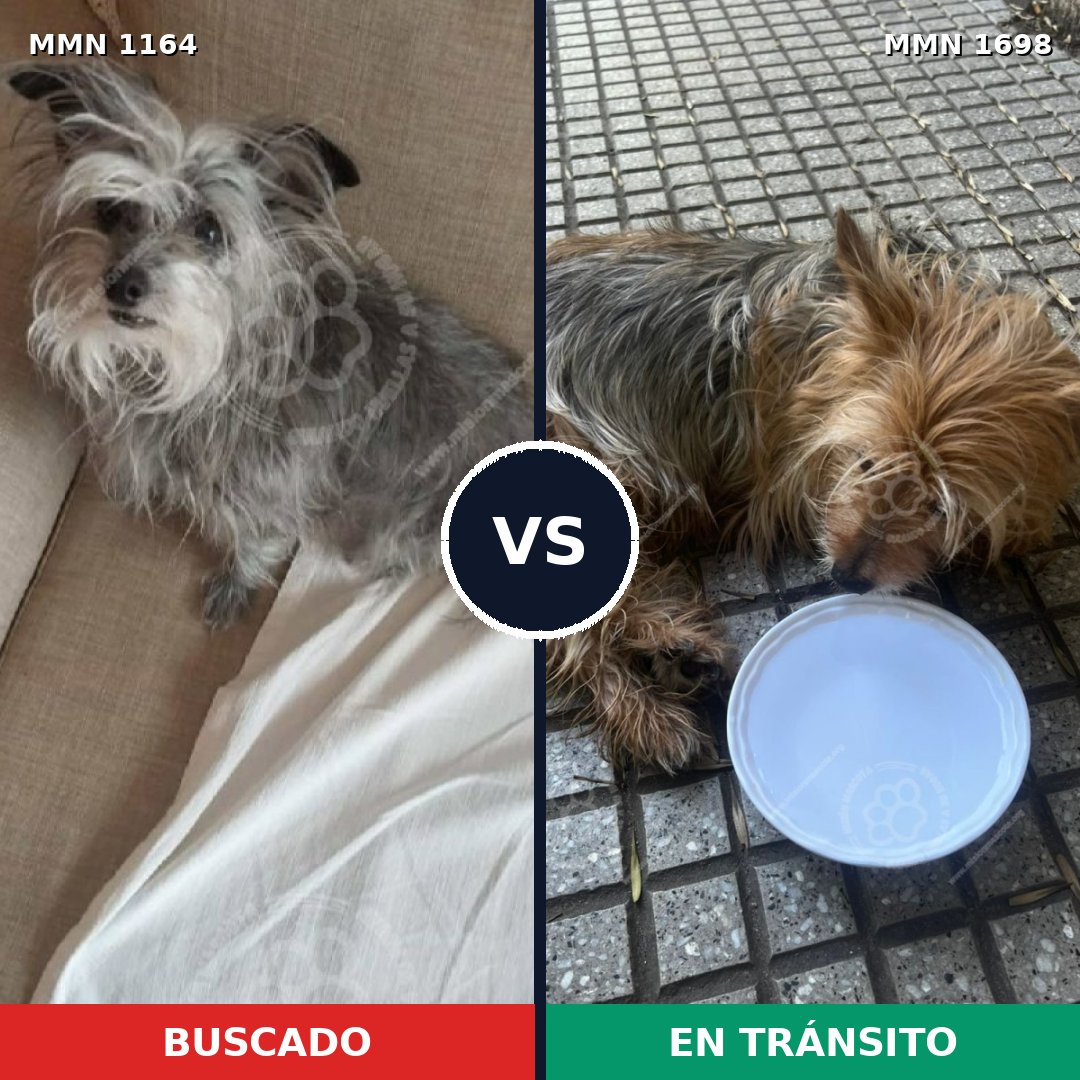 Comparativa MMS 37195: mascota perdida y mascota encontrada, 36% de similitud
