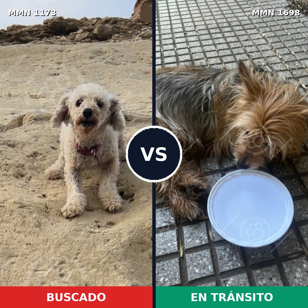 Comparativa MMS 37197: mascota perdida y mascota encontrada, 35% de similitud