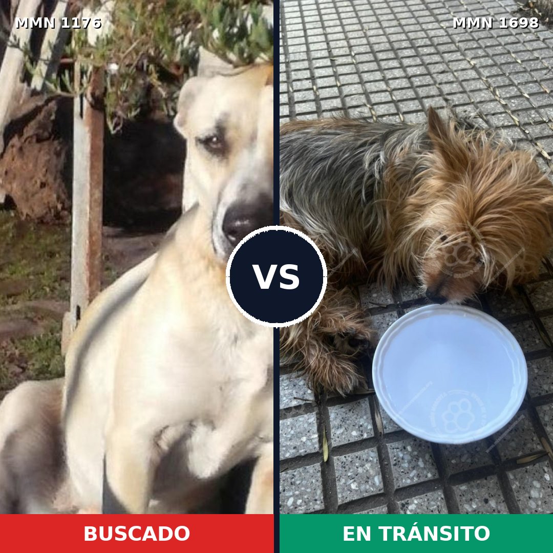 Comparativa MMS 37198: mascota perdida y mascota encontrada, 30% de similitud