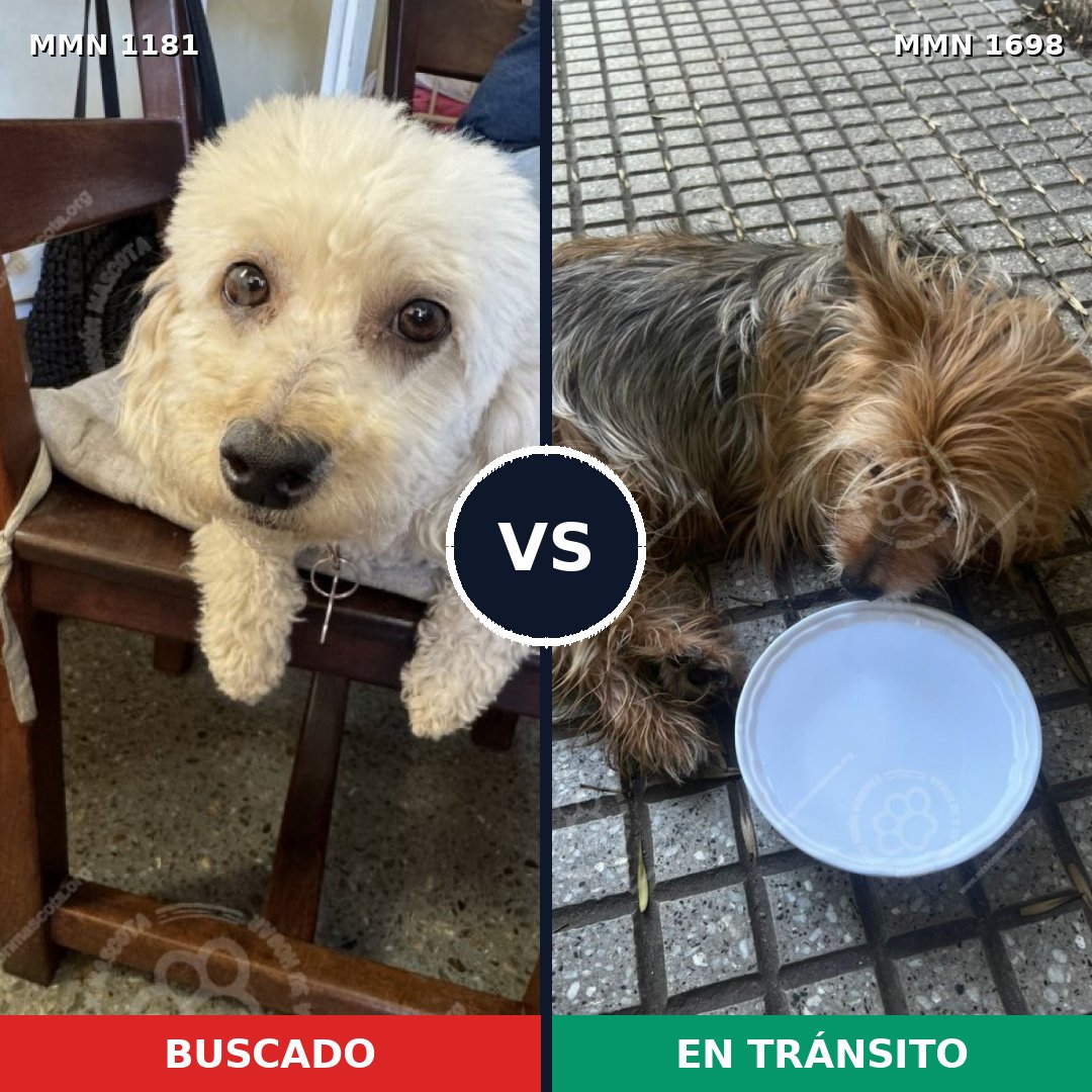 Comparativa MMS 37199: mascota perdida y mascota encontrada, 36% de similitud