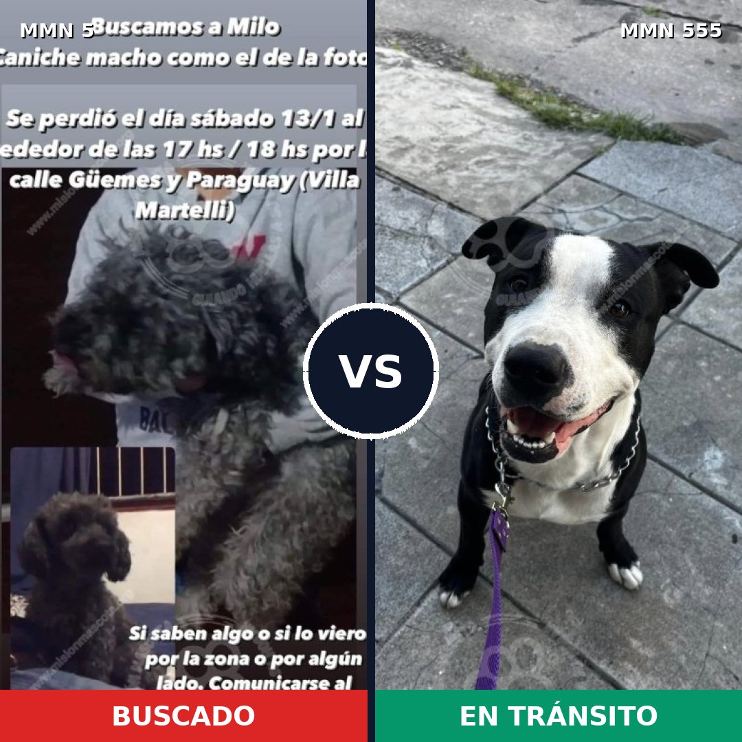 Comparativa MMS 372: mascota perdida y mascota encontrada, 37% de similitud