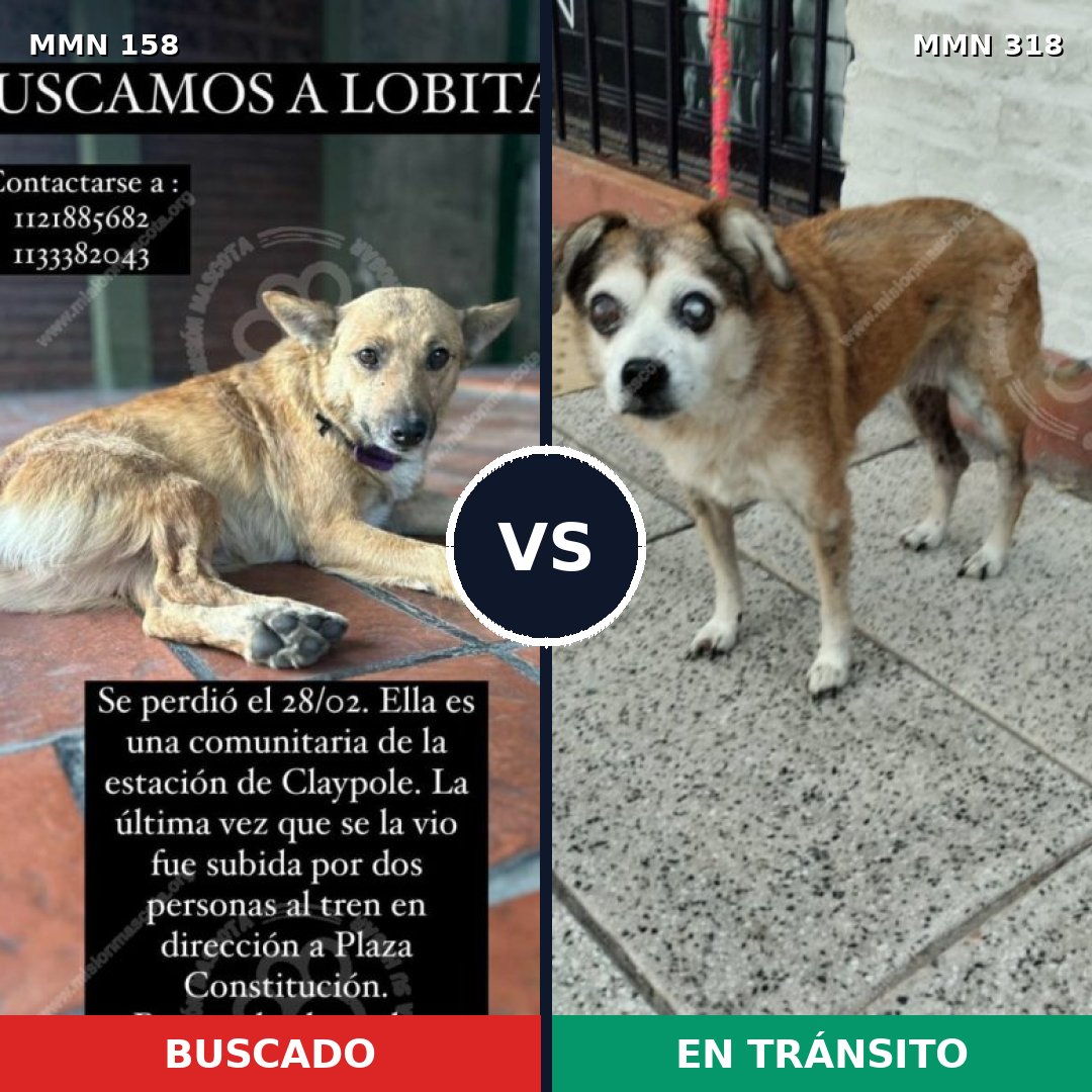 Comparativa MMS 3720: mascota perdida y mascota encontrada, 22% de similitud