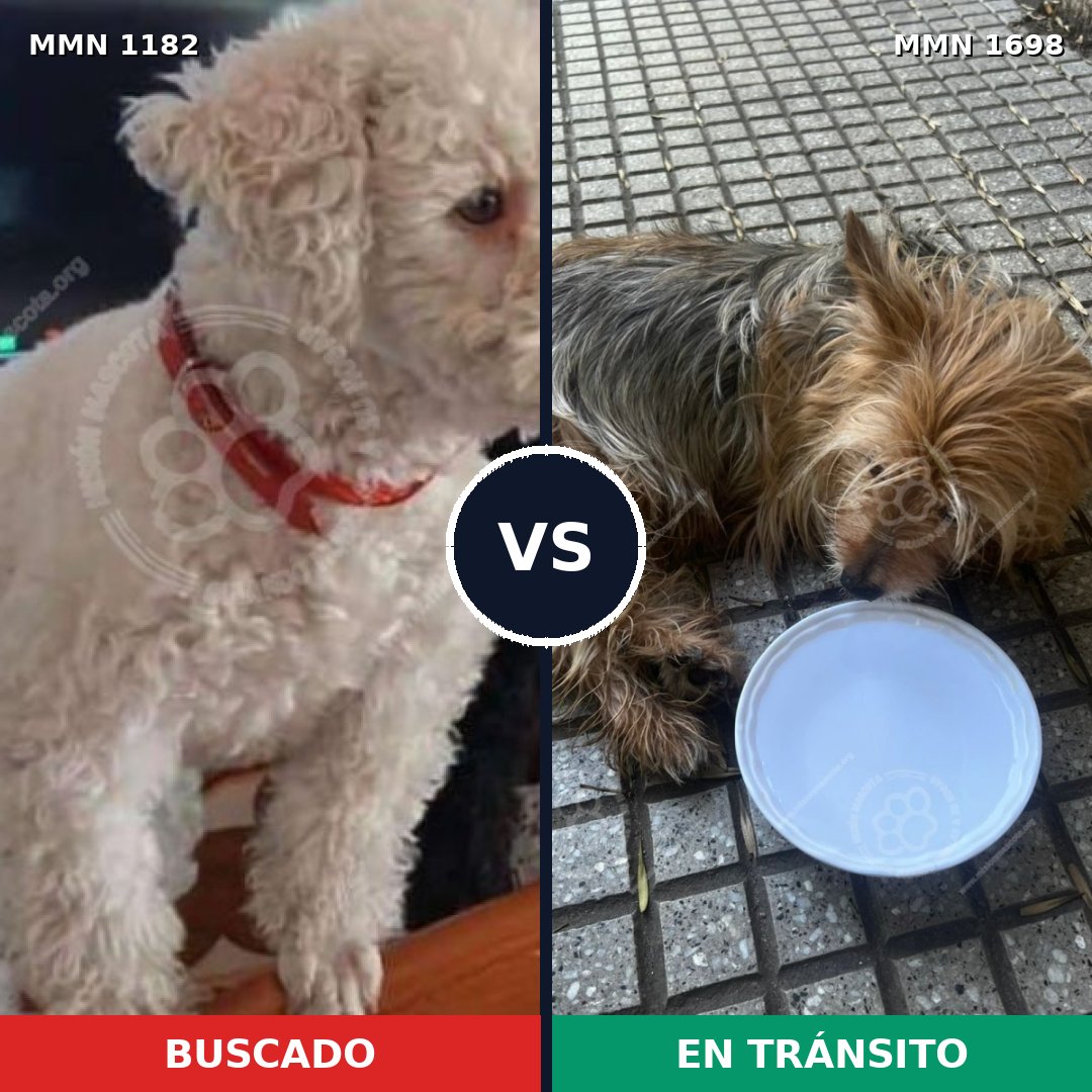 Comparativa MMS 37200: mascota perdida y mascota encontrada, 40% de similitud