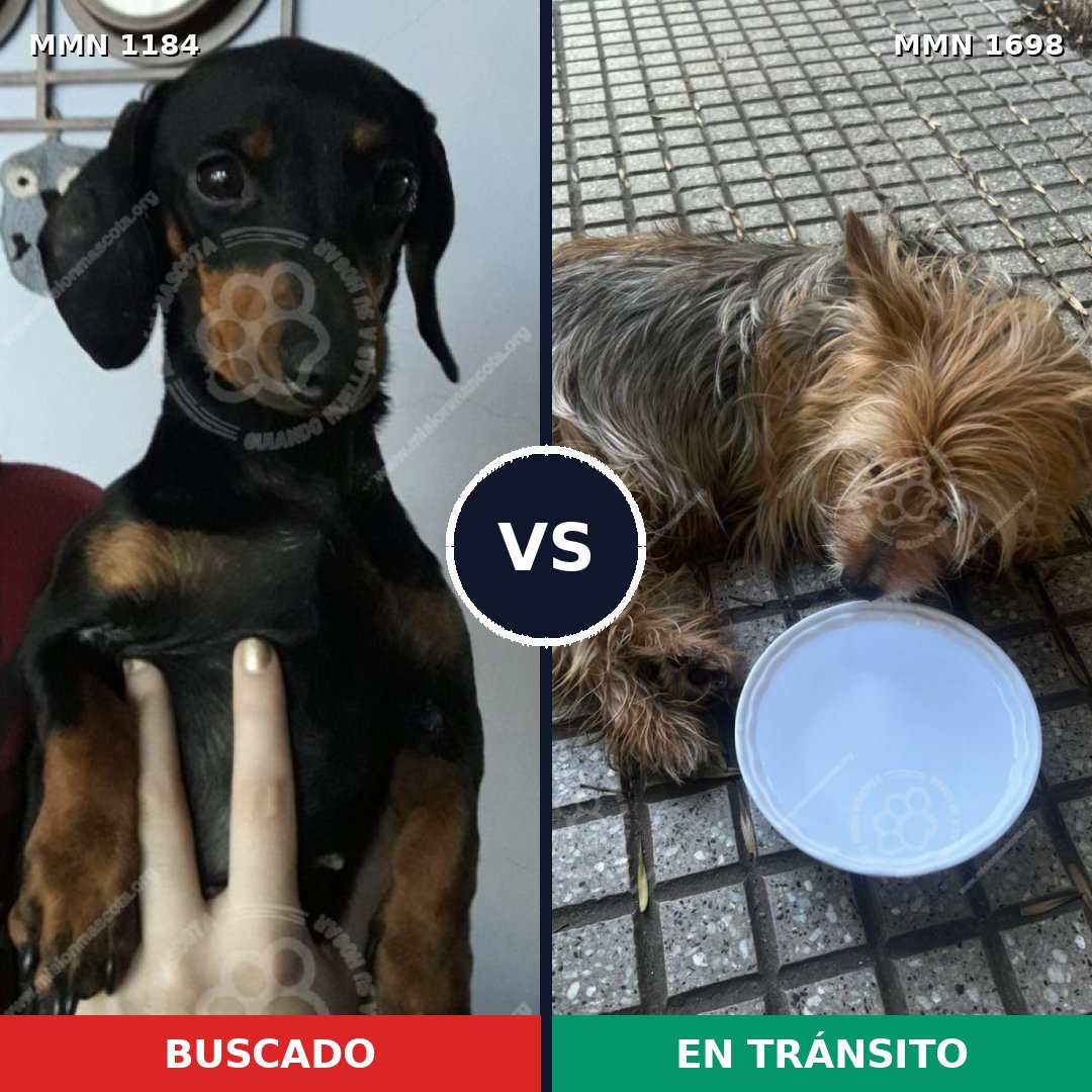 Comparativa MMS 37201: mascota perdida y mascota encontrada, 46% de similitud