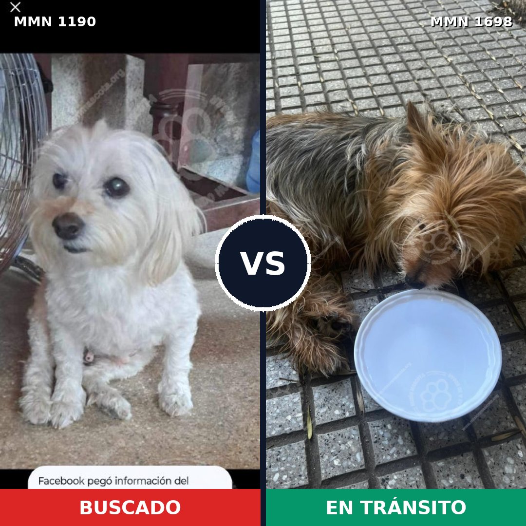 Comparativa MMS 37202: mascota perdida y mascota encontrada, 41% de similitud