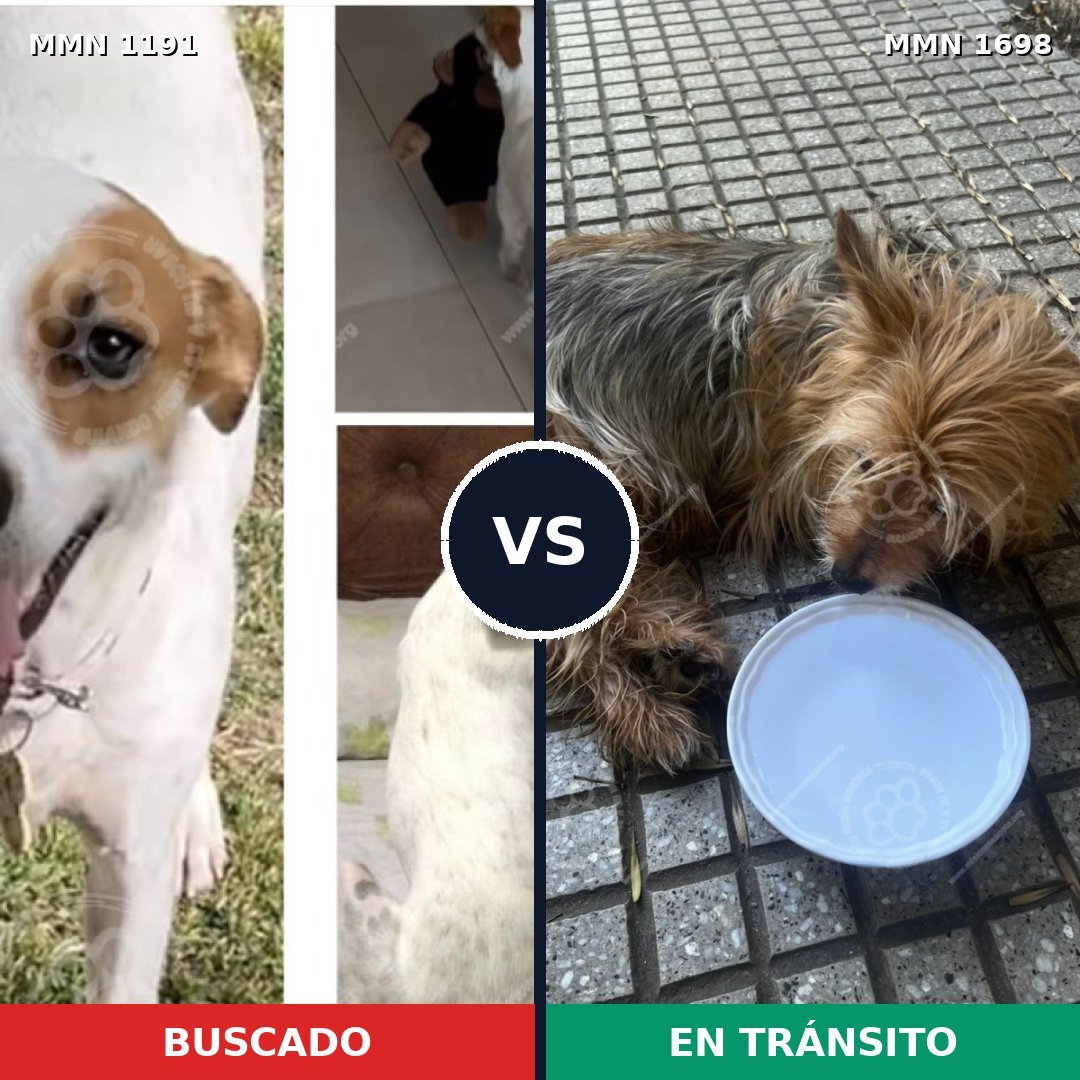 Comparativa MMS 37203: mascota perdida y mascota encontrada, 28% de similitud