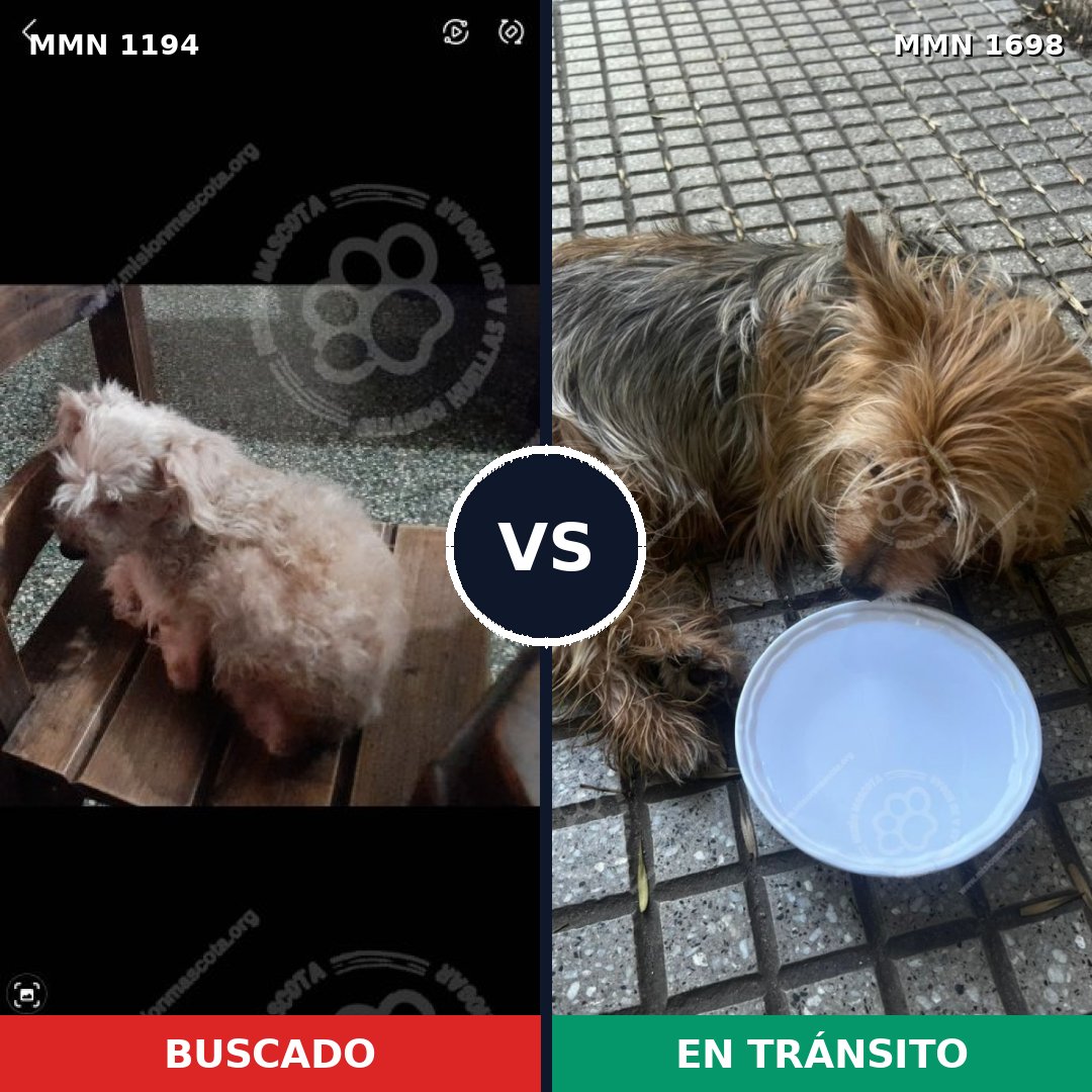 Comparativa MMS 37204: mascota perdida y mascota encontrada, 44% de similitud