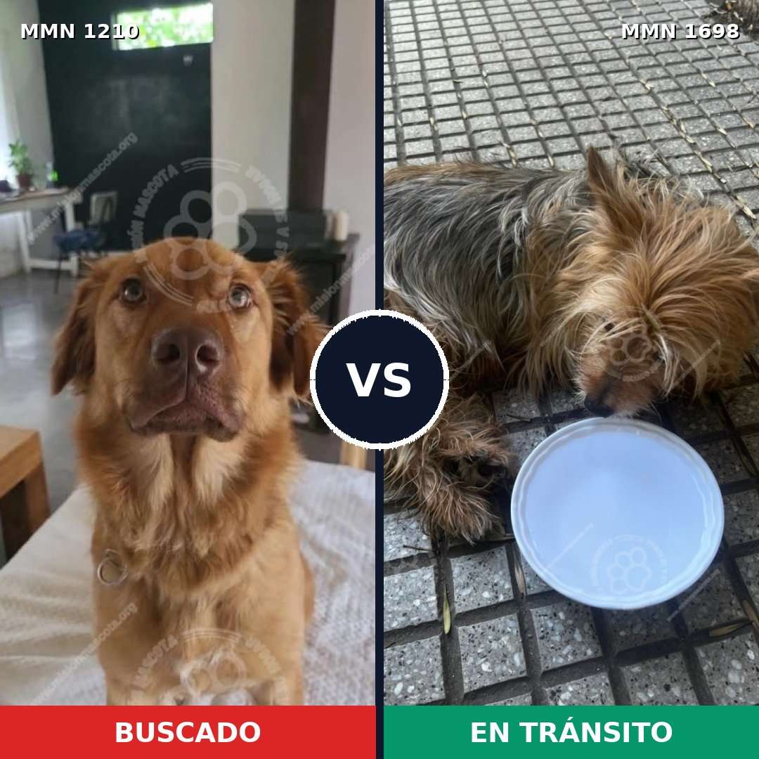 Comparativa MMS 37205: mascota perdida y mascota encontrada, 36% de similitud