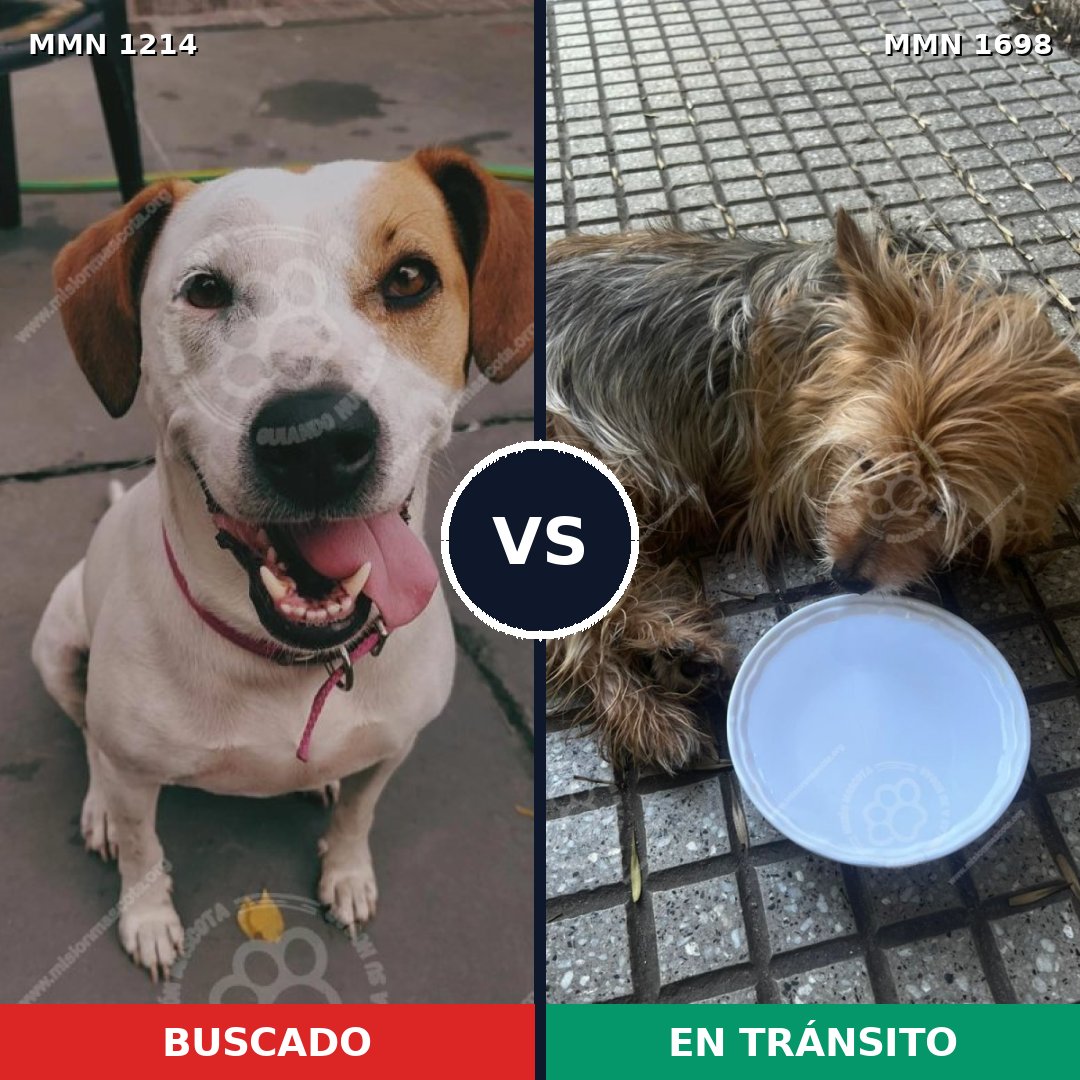 Comparativa MMS 37206: mascota perdida y mascota encontrada, 28% de similitud