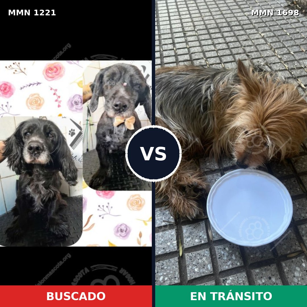 Comparativa MMS 37207: mascota perdida y mascota encontrada, 29% de similitud