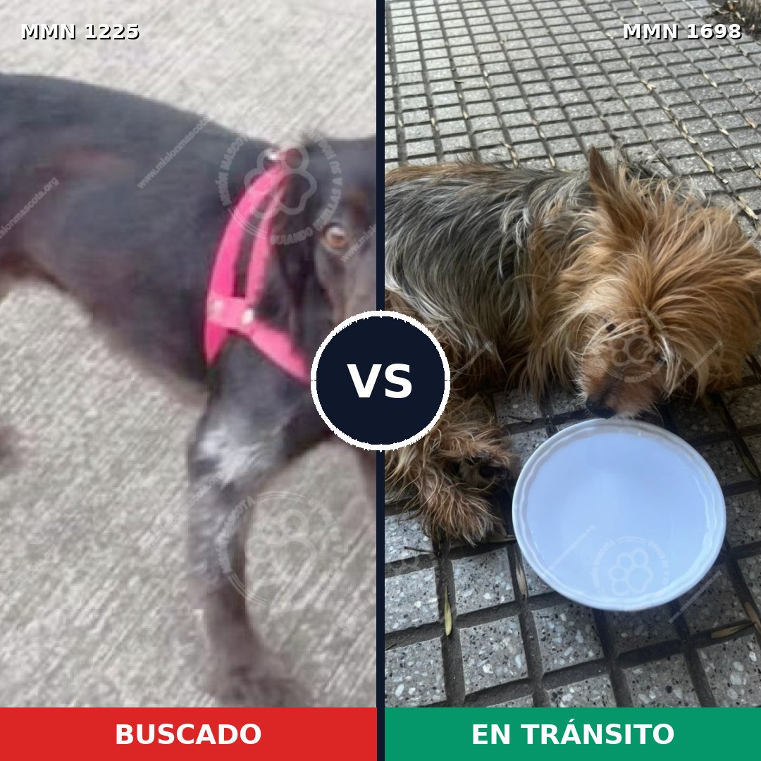 Comparativa MMS 37208: mascota perdida y mascota encontrada, 45% de similitud